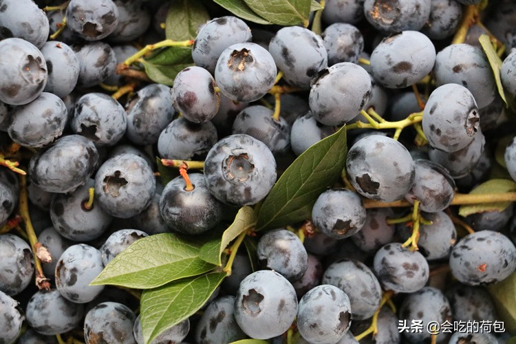 蓝莓花青素(富含“花青素”食物排行榜，紫薯倒数第一，蓝莓排第四，建议了解)